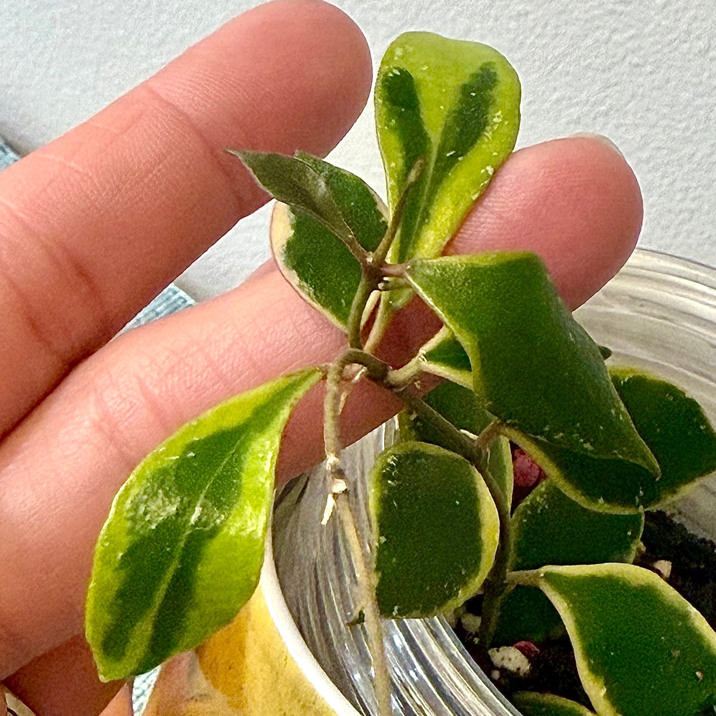 Hoya Bacoensis Albomarginata