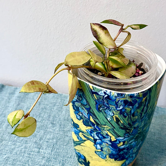Hoya Walliniana Variegated