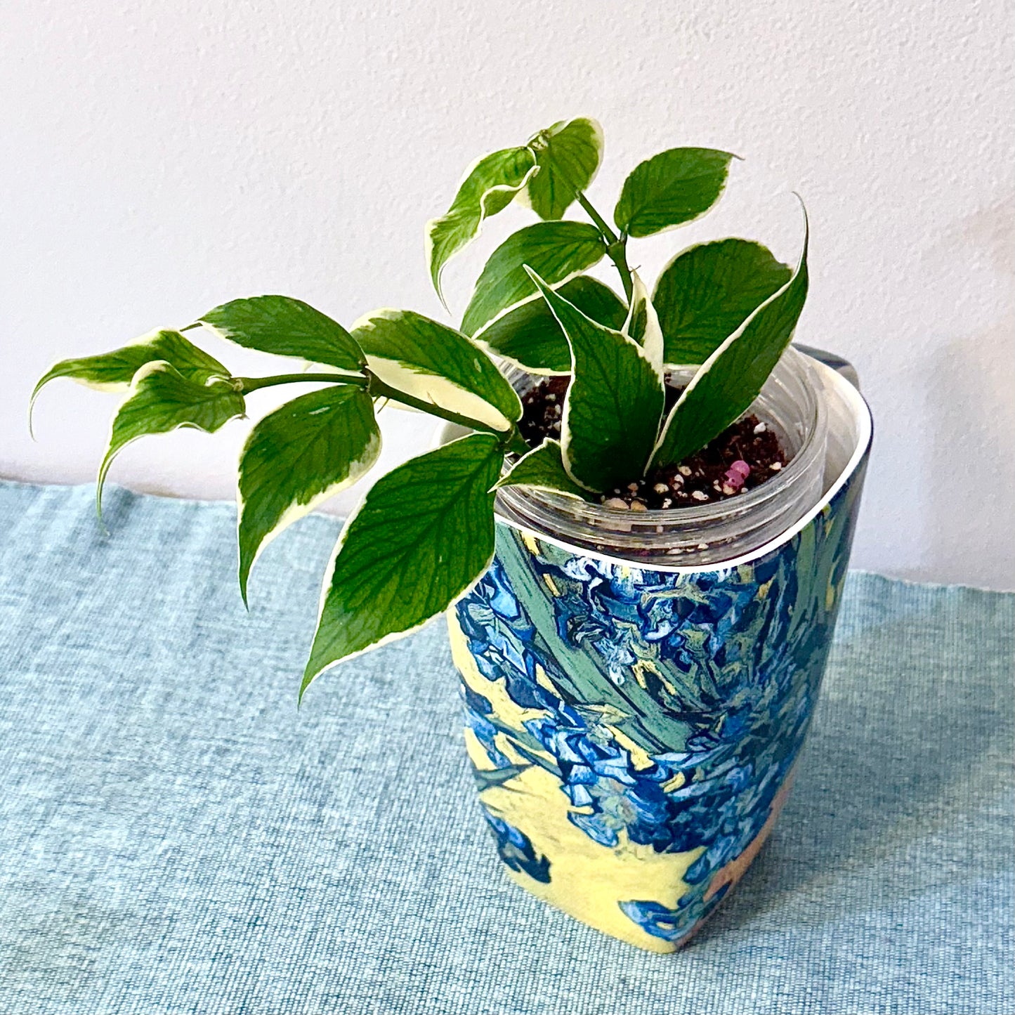Hoya Polyneura Albomarginata #2 (2 grow points)