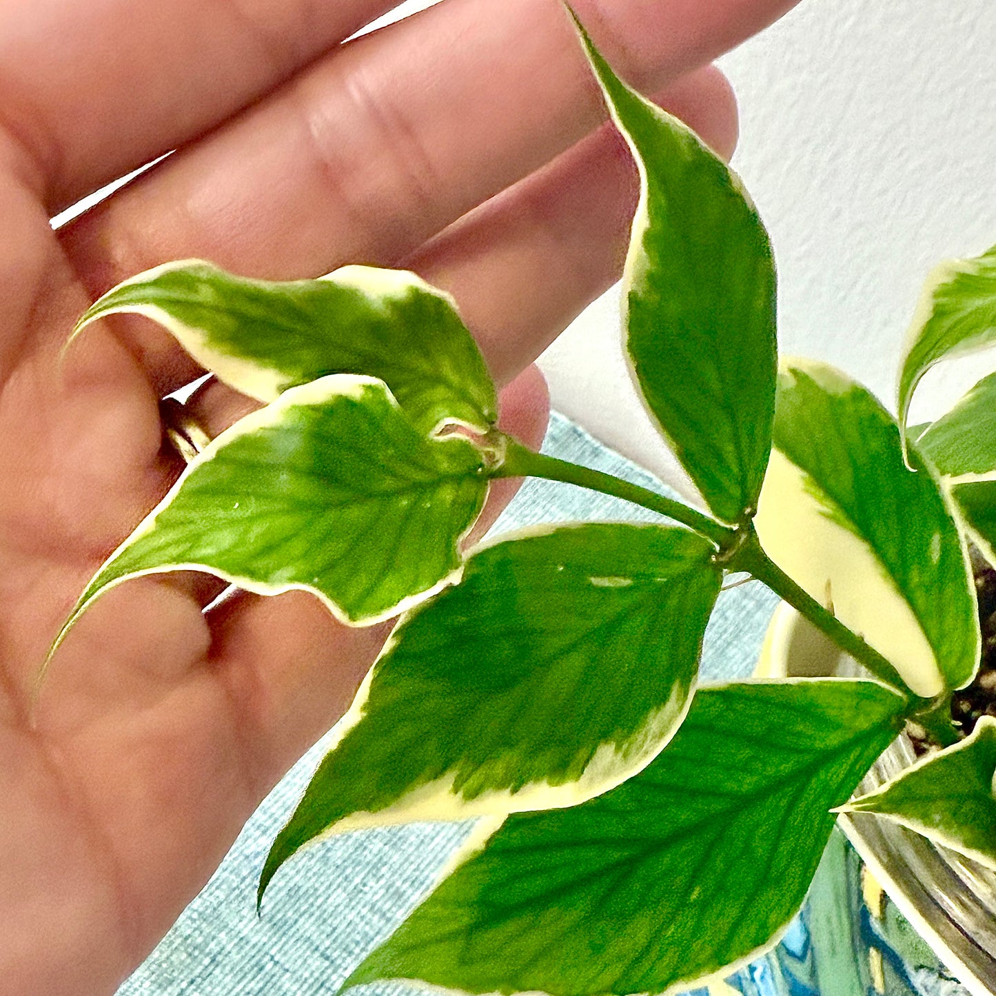 Hoya Polyneura Albomarginata #2 (2 grow points)