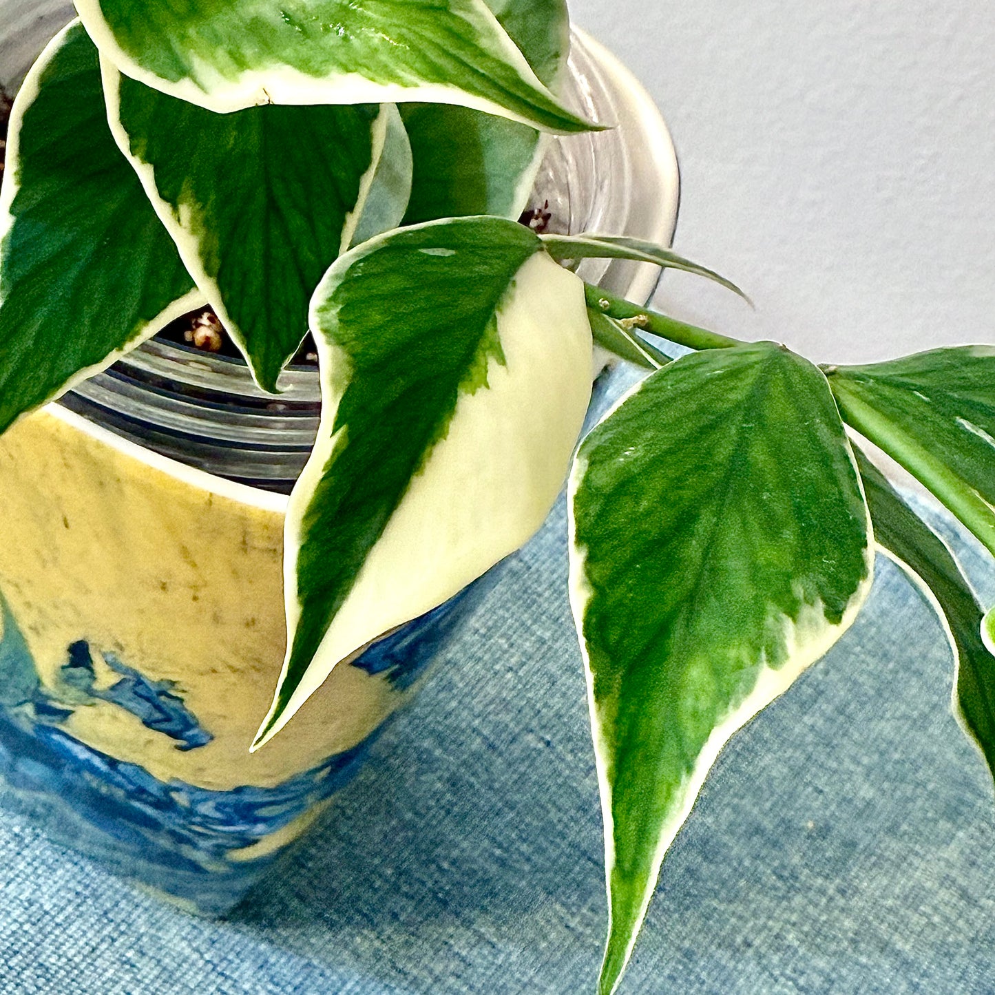 Hoya Polyneura Albomarginata #2 (2 grow points)