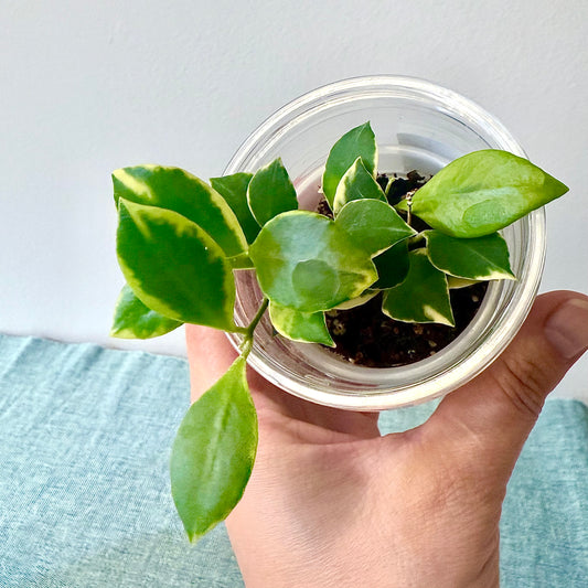 Hoya Heuskeliana Albomarginata