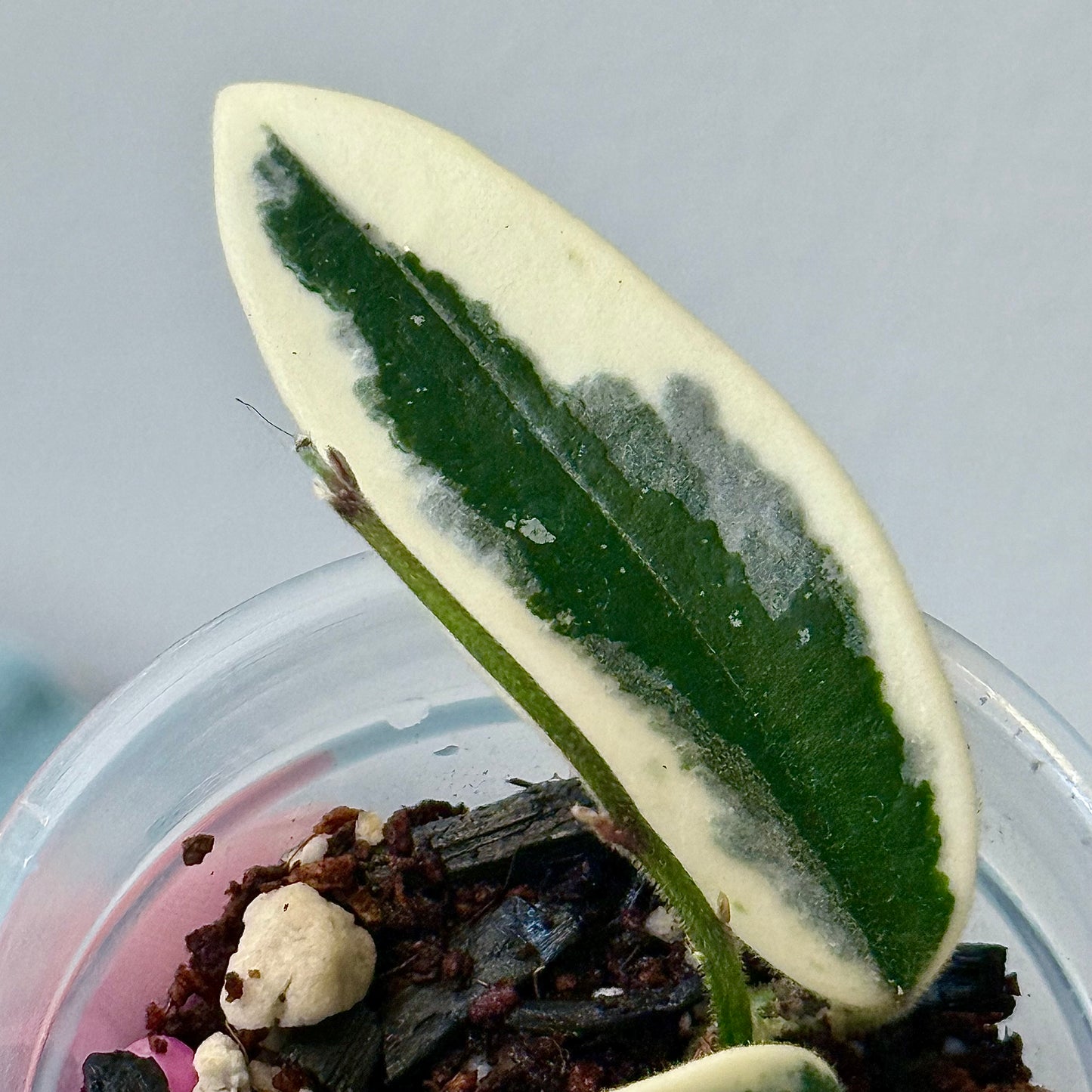 Hoya Lyi Prism