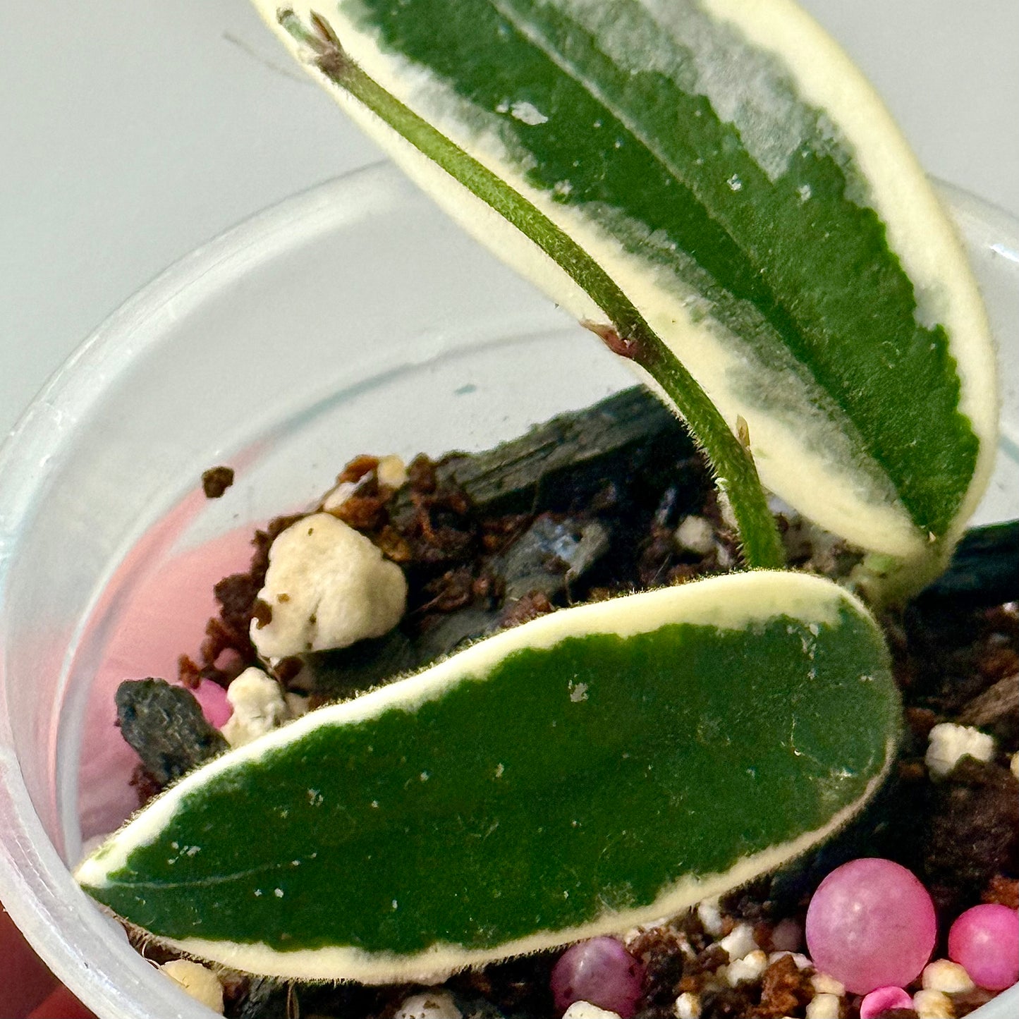 Hoya Lyi Prism