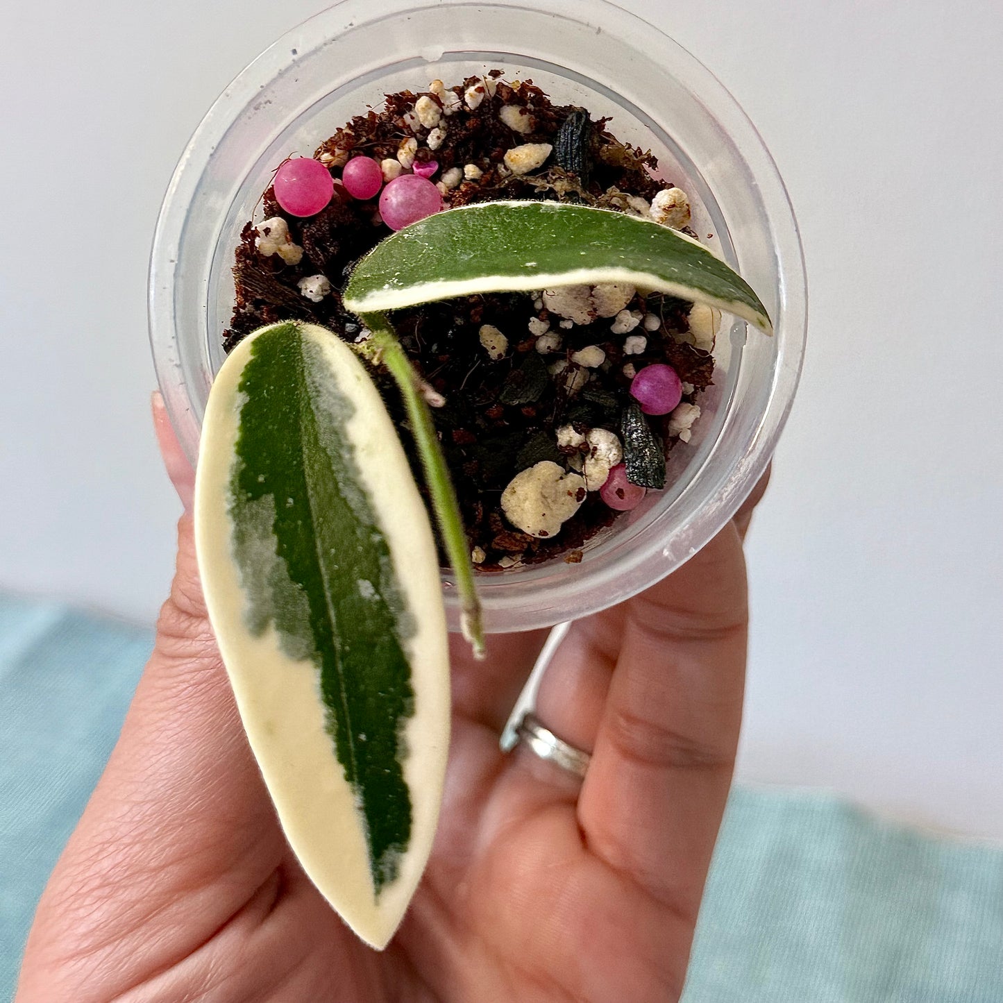 Hoya Lyi Prism