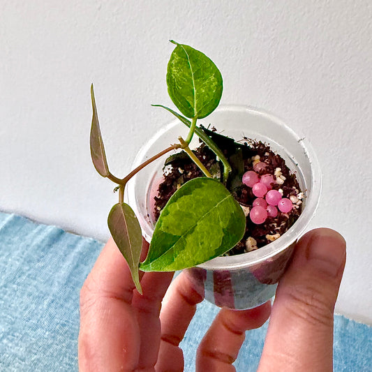 Hoya Dennisii 'Frida' Variegated