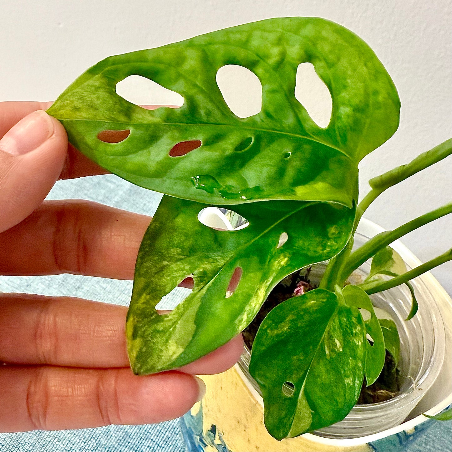 Monstera Adansonii Aurea