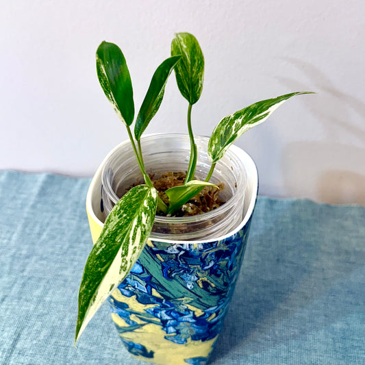 Philodendron Emerald Queen