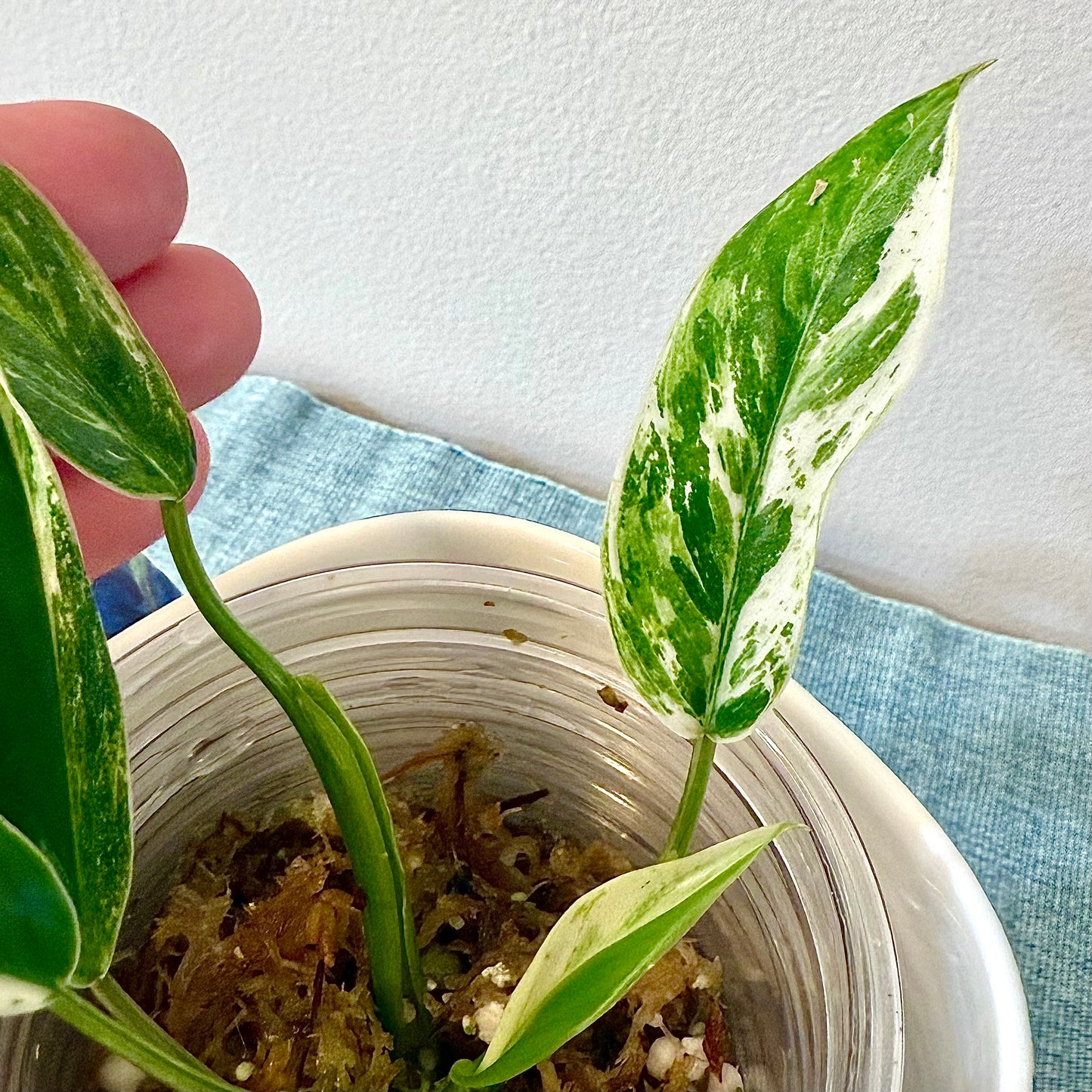 Philodendron Emerald Queen