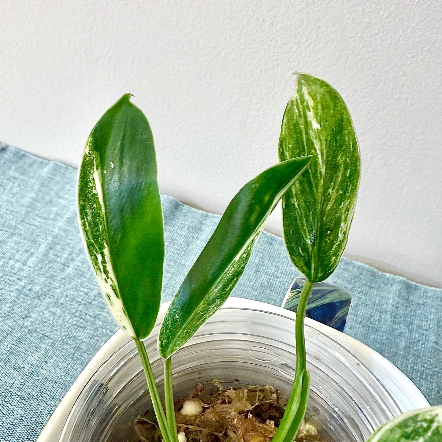 Philodendron Emerald Queen
