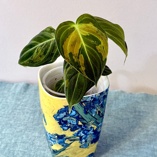 Philodendron Melanohrisum Variegated #1