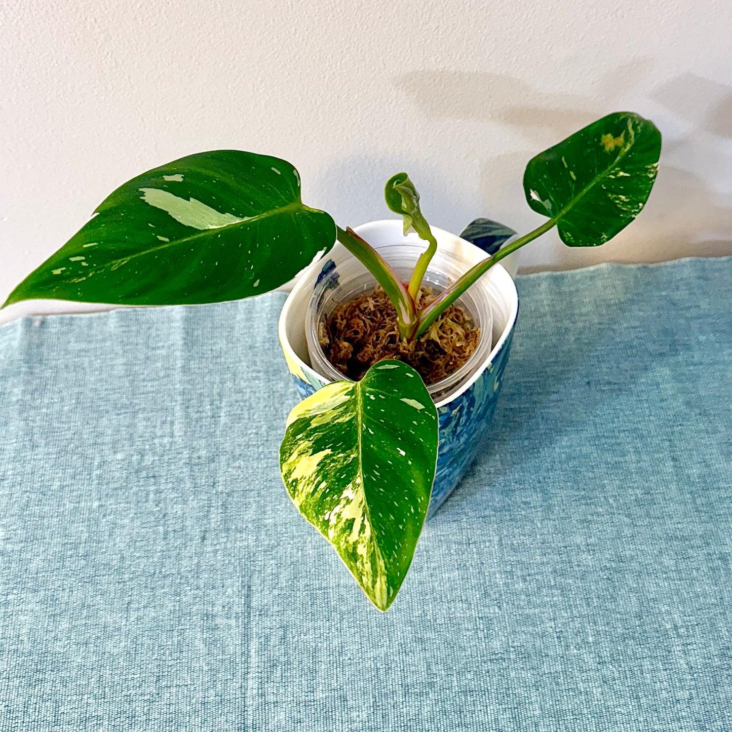 Philodendron Yellow Princess tricolor