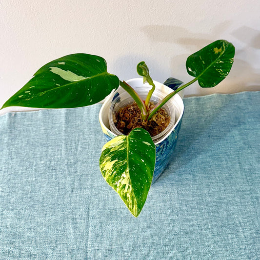 Philodendron Yellow Princess tricolor