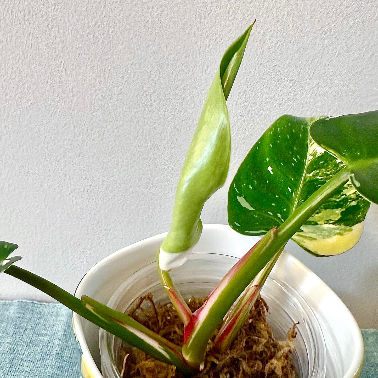 Philodendron Yellow Princess tricolor