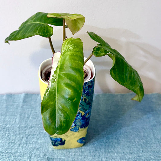 Philodendron Paraiso Verde Albo