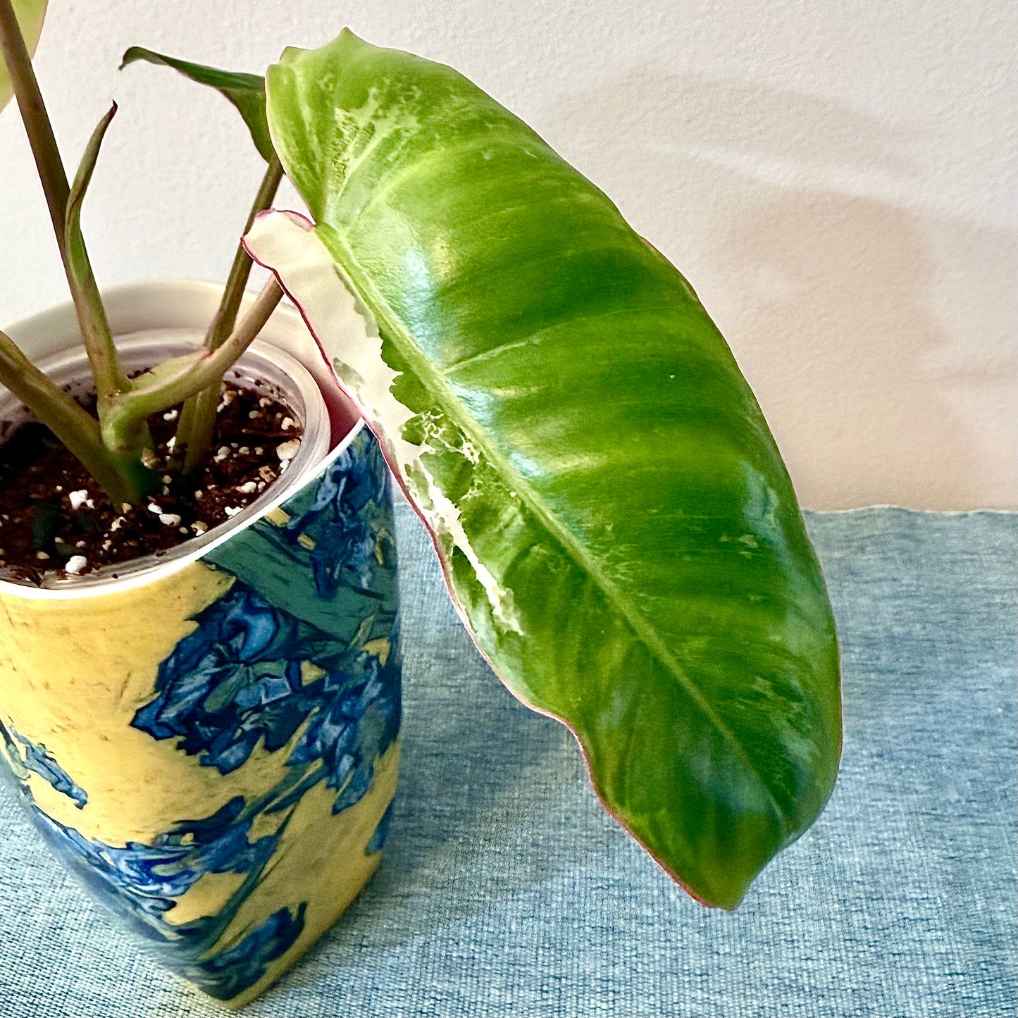 Philodendron Paraiso Verde Albo