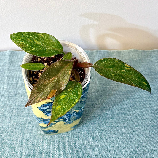 Philodendron Orange Princess Galaxy (2 grow points)