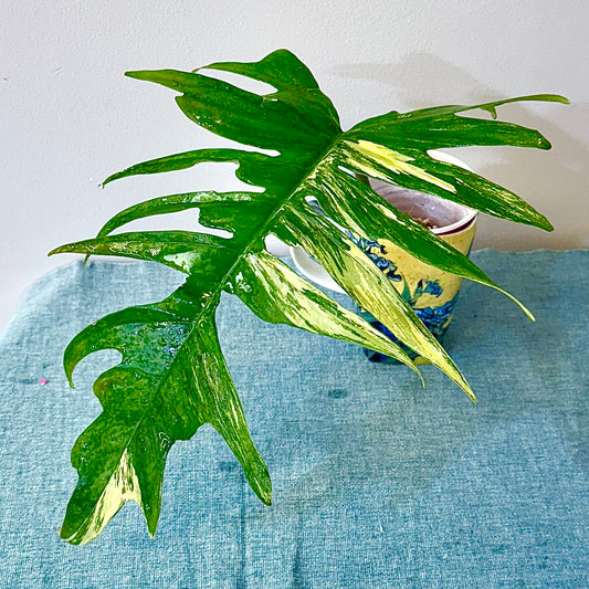 Philodendron Florida Beauty x Tortum ( rooted mid cutting with new growth)