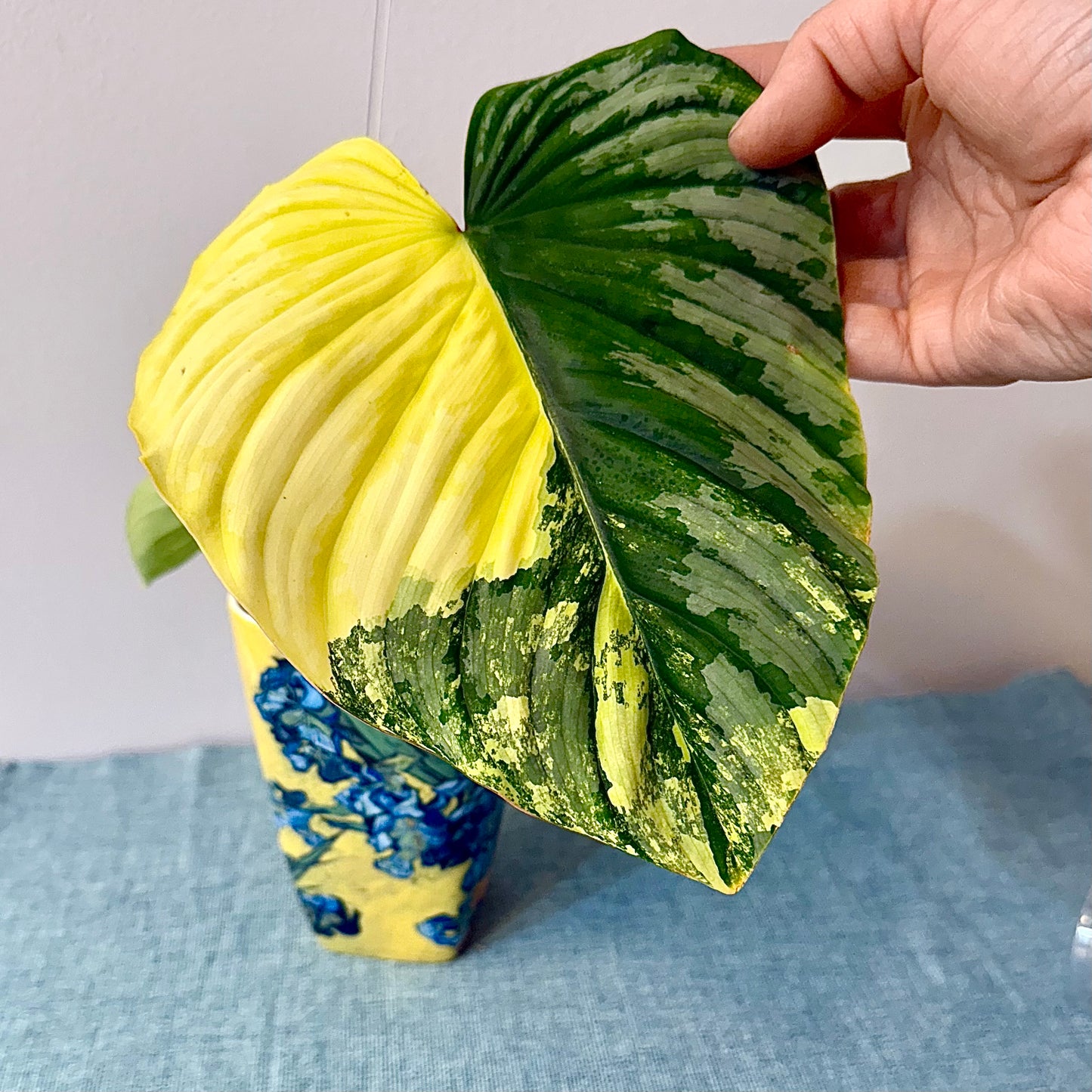 Philodendron Mamei Variegated ( rooted mid cuttings with new leaf)