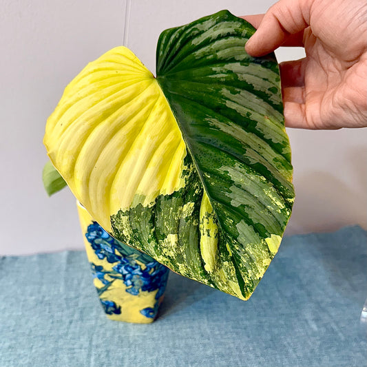 Philodendron Mamei Variegated ( rooted mid cuttings with new leaf)