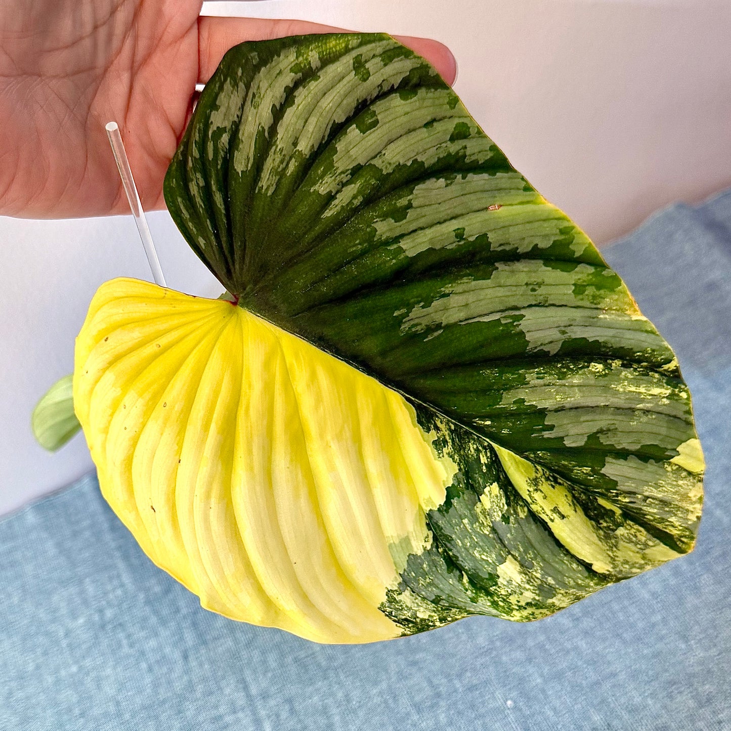 Philodendron Mamei Variegated ( rooted mid cuttings with new leaf)