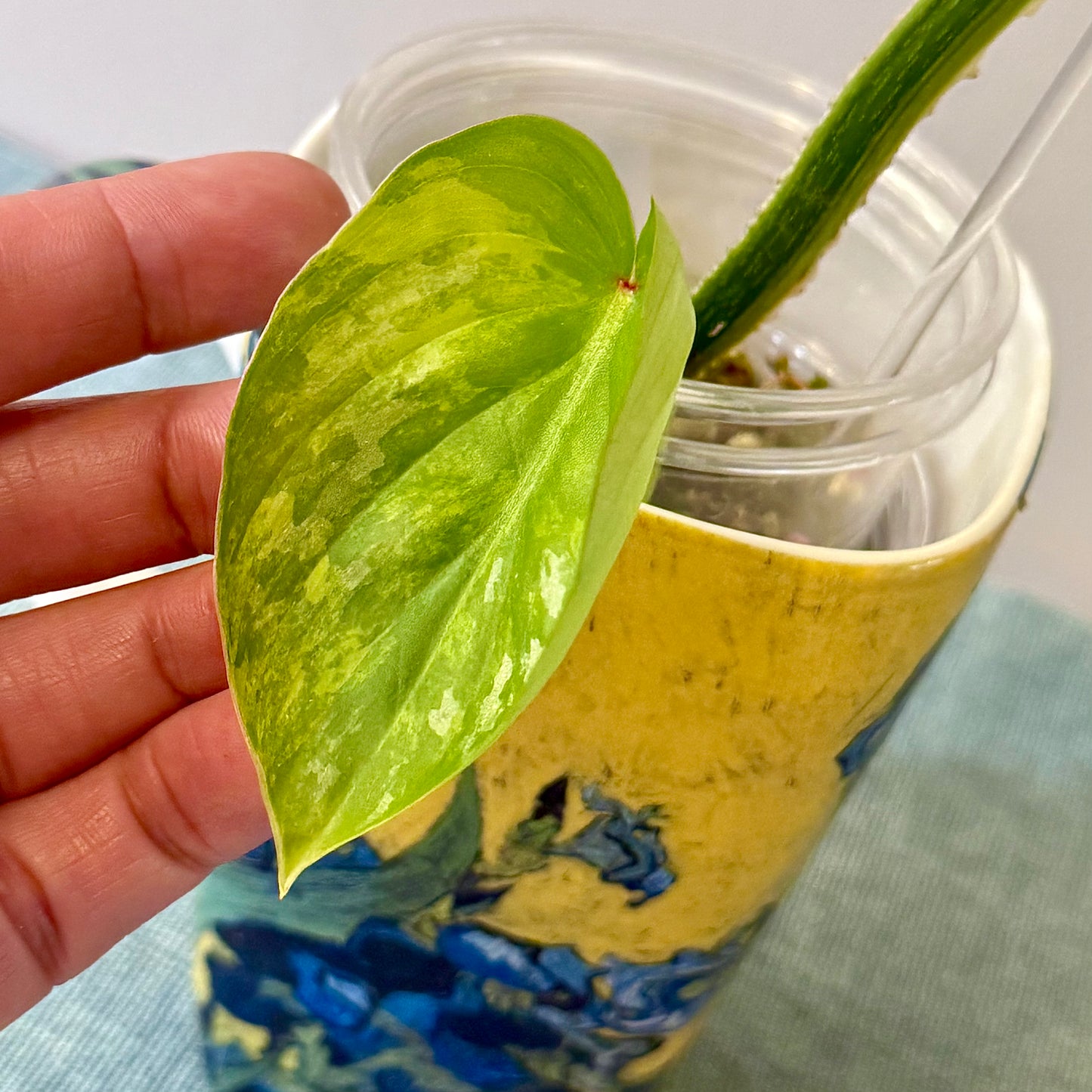 Philodendron Mamei Variegated ( rooted mid cuttings with new leaf)