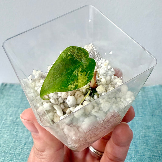 Alocasia Sedenii Aurea ( rooted and sprouted corm)