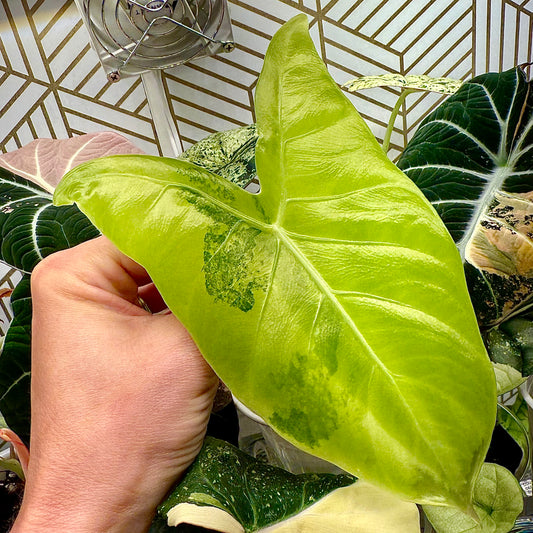 Alocasia Marocco Aurea corm (1 corm)