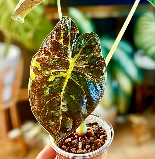 Alocasia Golden Bone variegated corm (1 corm)