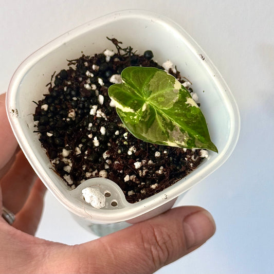 Alocasia Regal Shield Albo ( grow from corm)