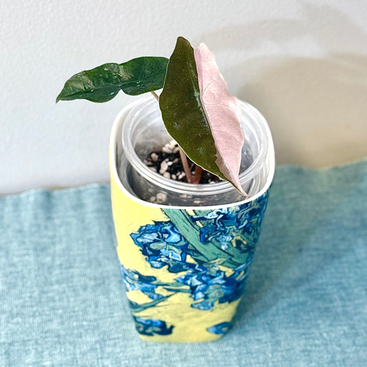 Alocasia Chantrieri Pink ( offshoot )