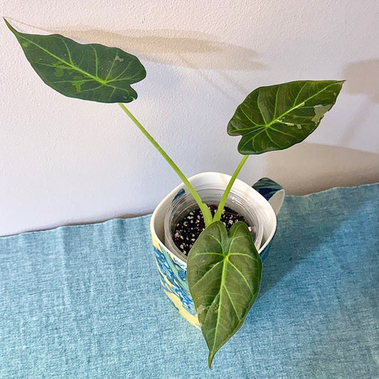 Alocasia Regal Shield Albo ( low variegated, grow from corm)