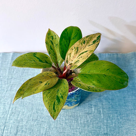Philodendron Red Congo Dwarf Pink Mint Variegated