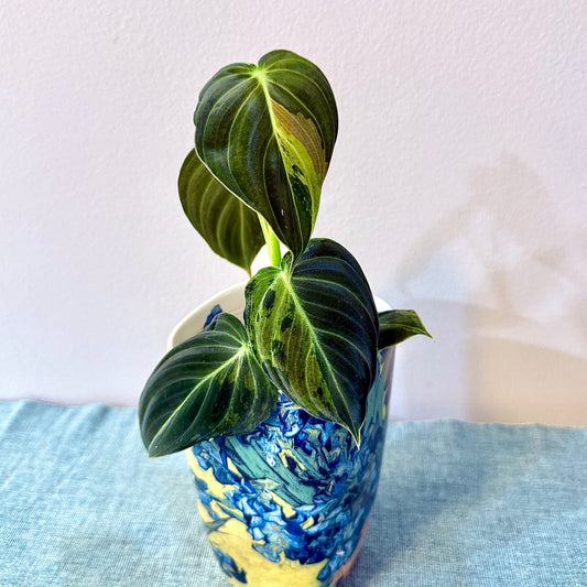 Philodendron Melanohrisum Variegated #2