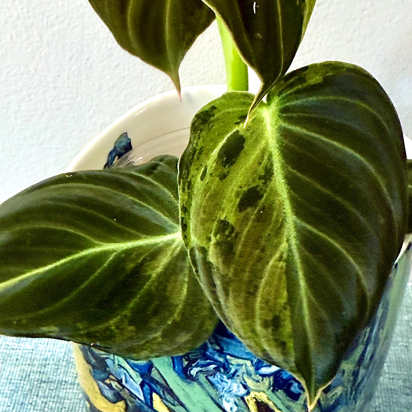 Philodendron Melanohrisum Variegated #2