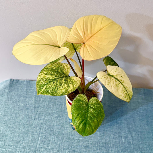 Homalomena Rubenscens Mint