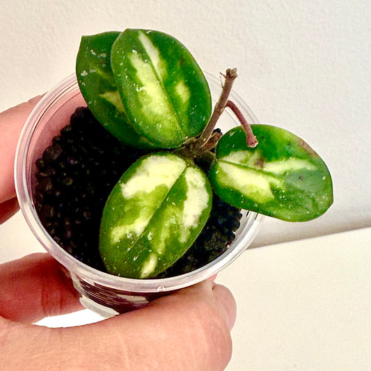 Hoya Mathilde Variegated with peduncle ( rooted in stratum)