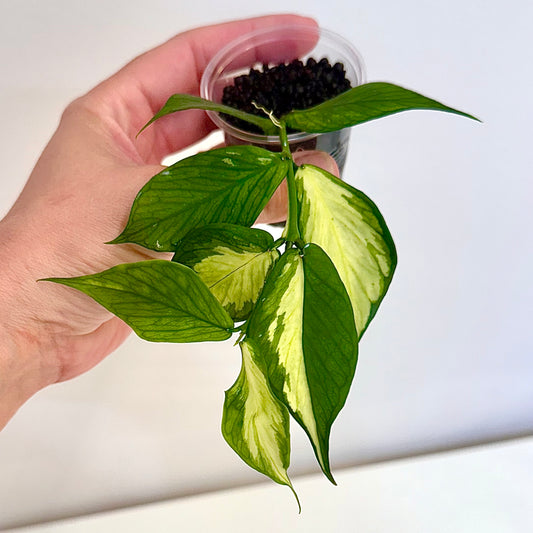 Hoya Polyneura Variegated ( rooted in Stratum)