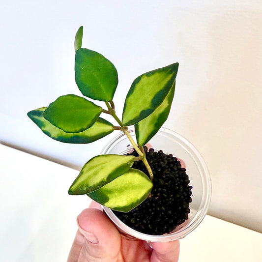 Hoya Burtoniae Variegated ( rooted in stratum)