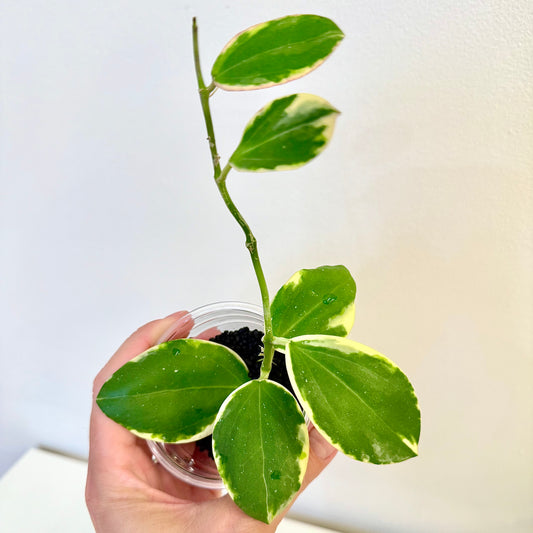 Hoya Para outer variegated ( rooted in stratum)