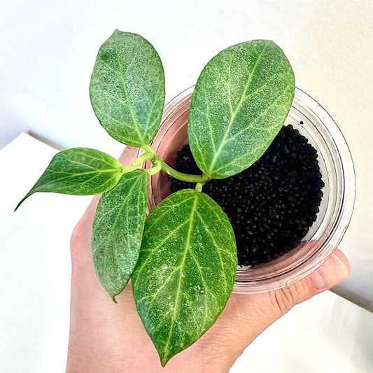 Hoya Obscura Silver