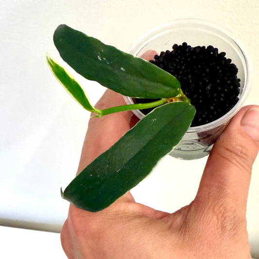 Hoya Lobii Albomarginata #1 ( rooted in stratum)