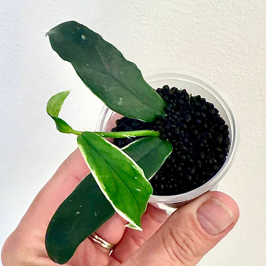 Hoya Lobii Albomarginata #2 ( rooted in stratum)