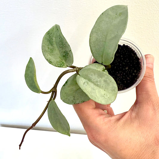 Hoya Carnosa ‘Nova Ghost’