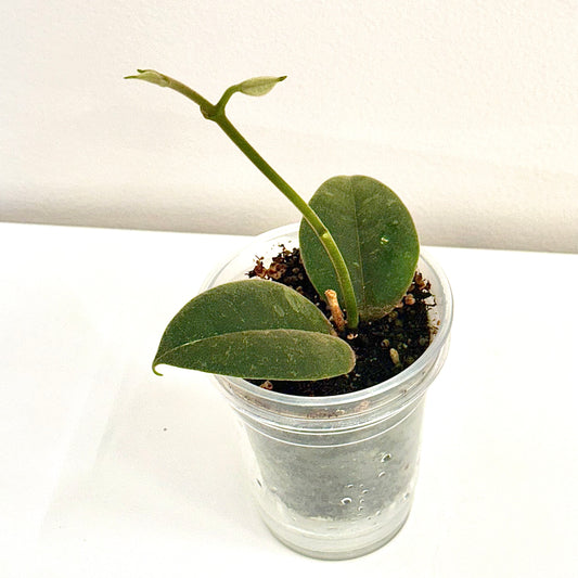Hoya Kapuasensis (Splash)