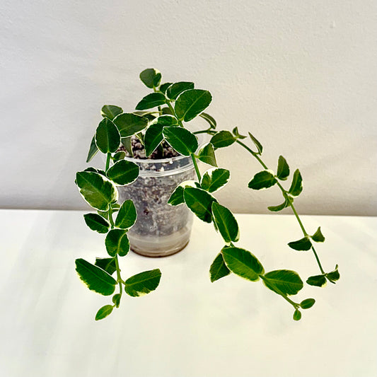 Hoya Cumingiana Albomarginata #2 (3 grow points)
