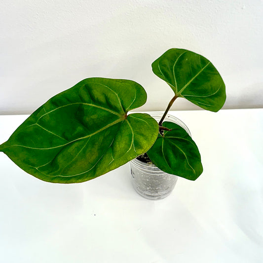 Anthurium King of Spades x BVEP ( grow from seeds)