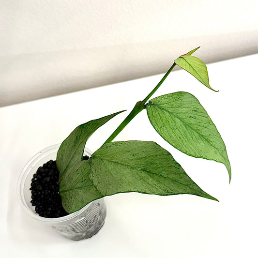 Hoya Polyneura Silver Broget