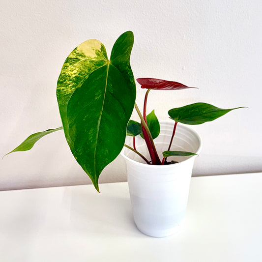 Anthurium Andraeanum Variegated