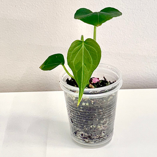 Anthurium Delta Force #2 (small plant)